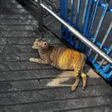 ビンタイ市場