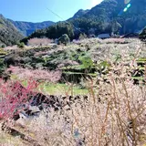 川売の梅