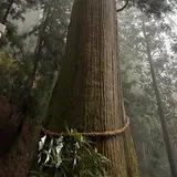 玉置神社の大杉