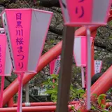 中目黒 桜祭り