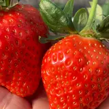 堀江農園～あすかいちご狩りパーク