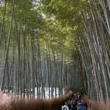 嵐山 竹林の小径