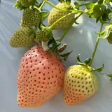 大竹いちご園