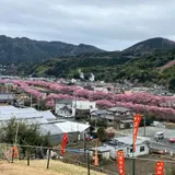 涅槃堂桜見晴台