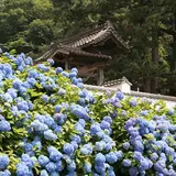高月院