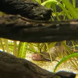 カワスイ川崎水族館