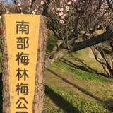 南部梅林