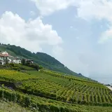 Lavaux