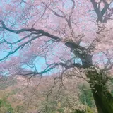 牛代の水目桜