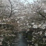 目黒川の桜並木