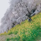 熊谷桜堤