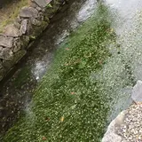 醒井の梅花藻