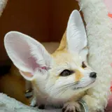 動物カフェ 原宿かわいい動物園
