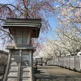新川千本桜