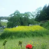 三春滝桜