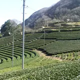 丸小野地区茶園