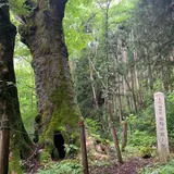熊野の大トチ