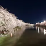 GWの旅行は青森がおすすめ！一度は見たい弘前公園の桜🌸