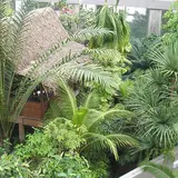 板橋区立 熱帯環境植物館（ねったいかん）