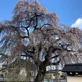 法亀寺の枝垂れ桜