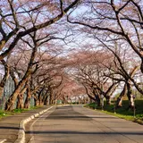 大野川桜並木