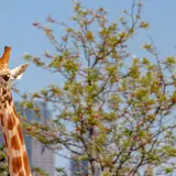 タロンガ動物園