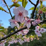 成田山公園