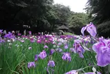 明治神宮