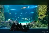 SEA LIFE Sydney Aquarium（シドニー水族館）