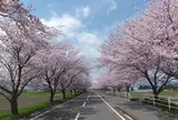 大榑川堤の桜並木