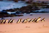 Penguin Parade