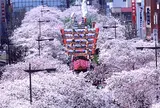 日立平和通りの桜並木