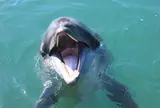 イルカと戯れる海中水族館シードーナツ