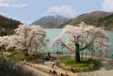 荘川桜　岐阜　高山