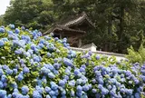 高月院　アジサイ