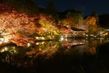 東山植物園ライトアップ