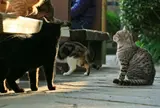 参道で猫の探索