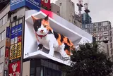 新宿東口の猫