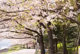 聖路加ガーデン裏　隅田川沿いの桜