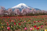 山中湖花の都公園