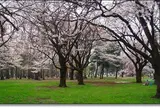 都立小金井公園の桜