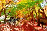 もみじ回廊