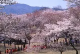 磯部桜川公園