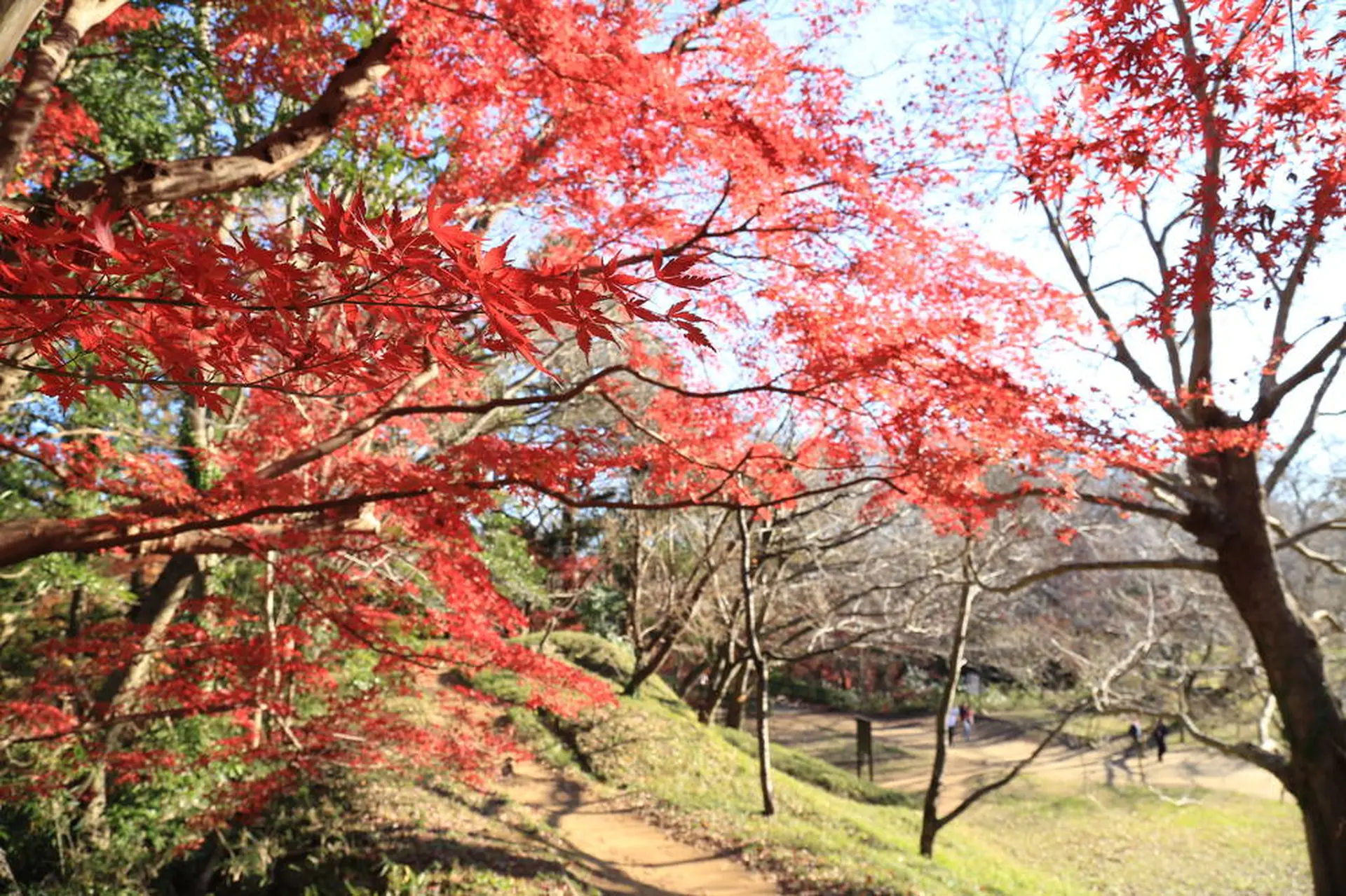 佐倉城址公園とその城下町の紅葉を見に行こう 東京から1時間の散策路 Holiday ホリデー