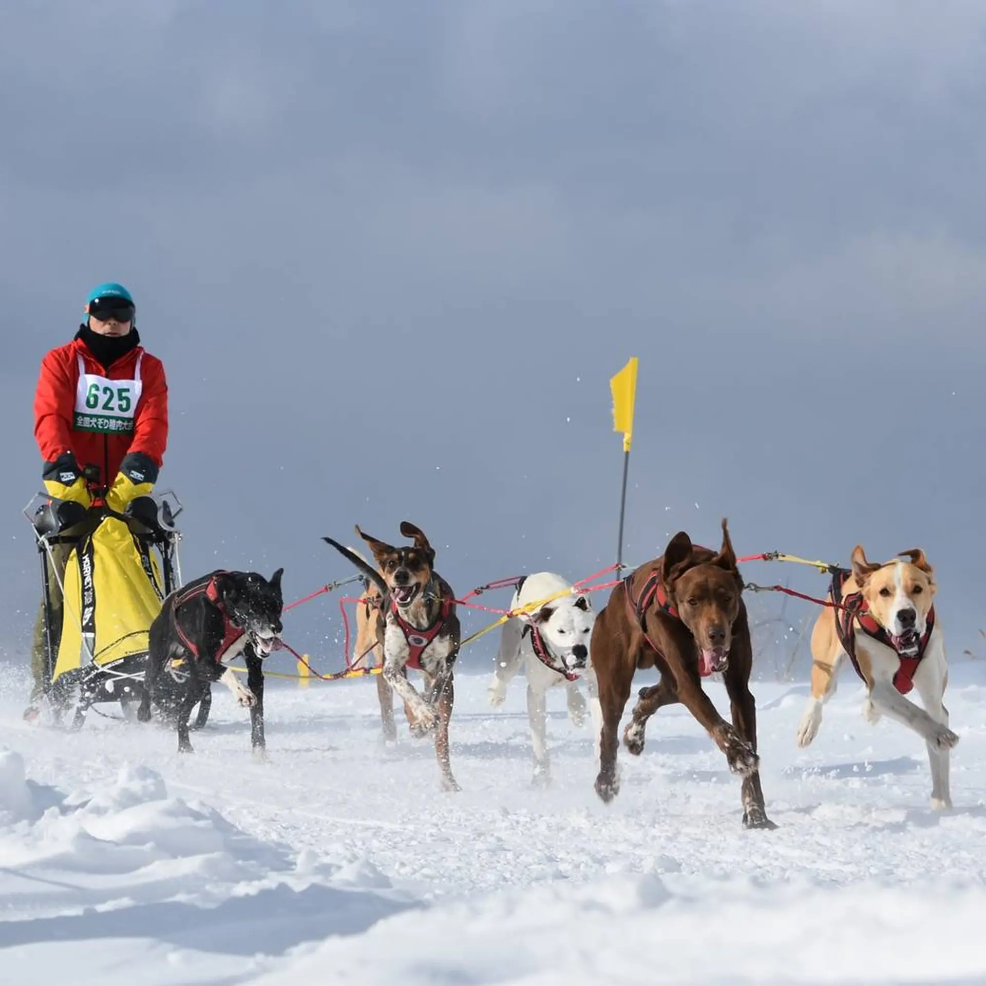 第36回全国犬ぞり稚内大会 開催 レースのほか観客が参加できるイベントも Holiday ホリデー