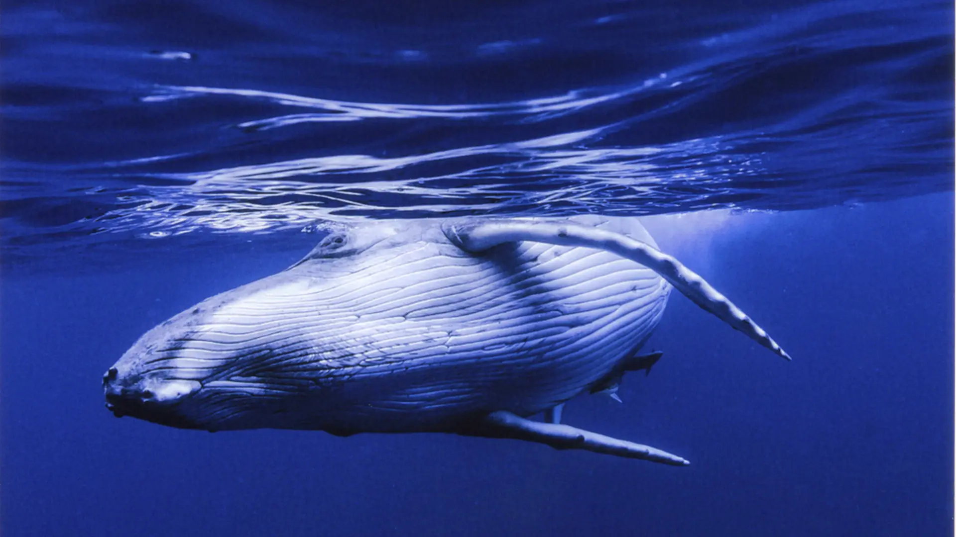 クジラへの熱い思い 海を行く優雅さや愛と出会う旅をつづける写真展 鯨は踊る 開催 Holiday ホリデー
