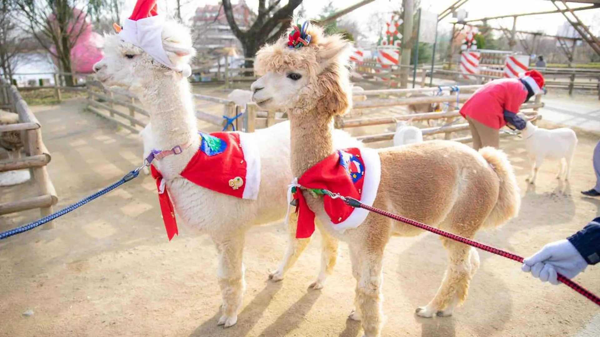 アルパカなど動物大行進 サンタクロースと記念撮影ができる りんどう湖ハッピークリスマス 開催 Holiday ホリデー