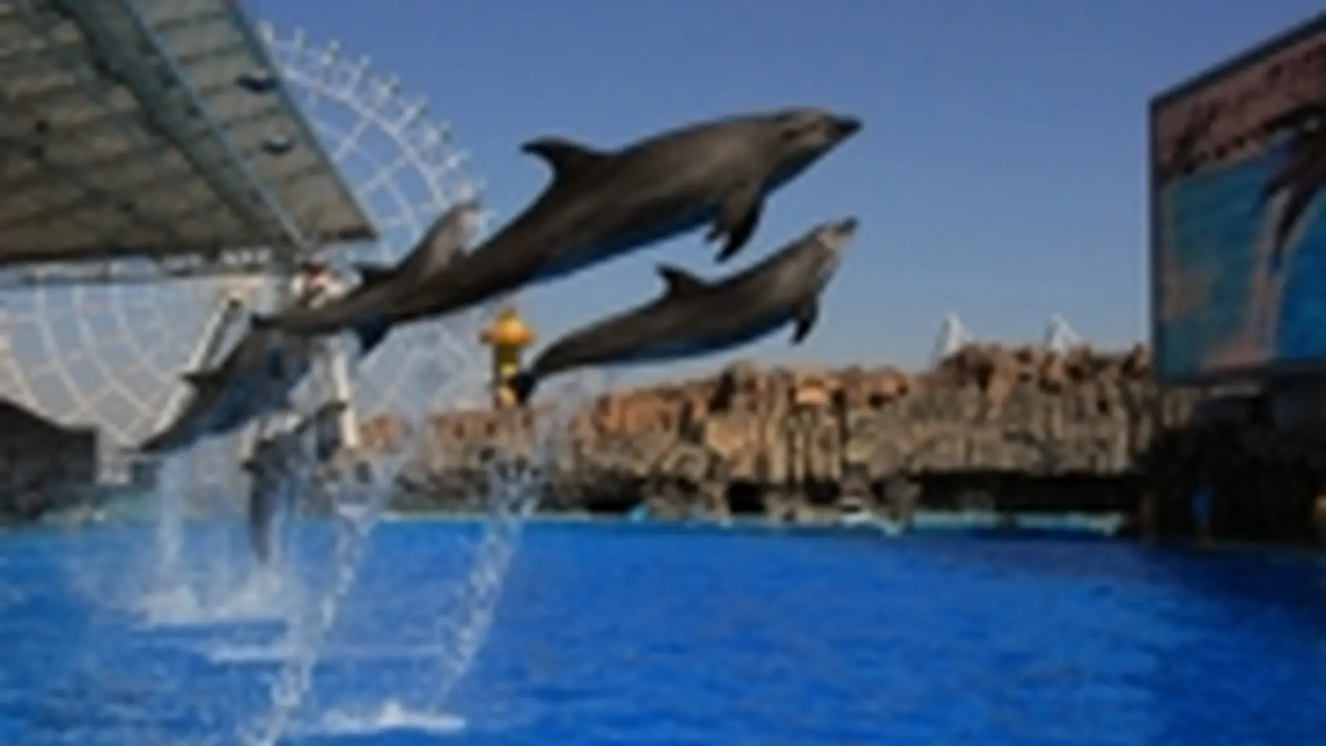 癒やされ動画 名古屋港水族館のシャチやベルーガ ペンギンたちの日常を覗いてみよう Holiday ホリデー