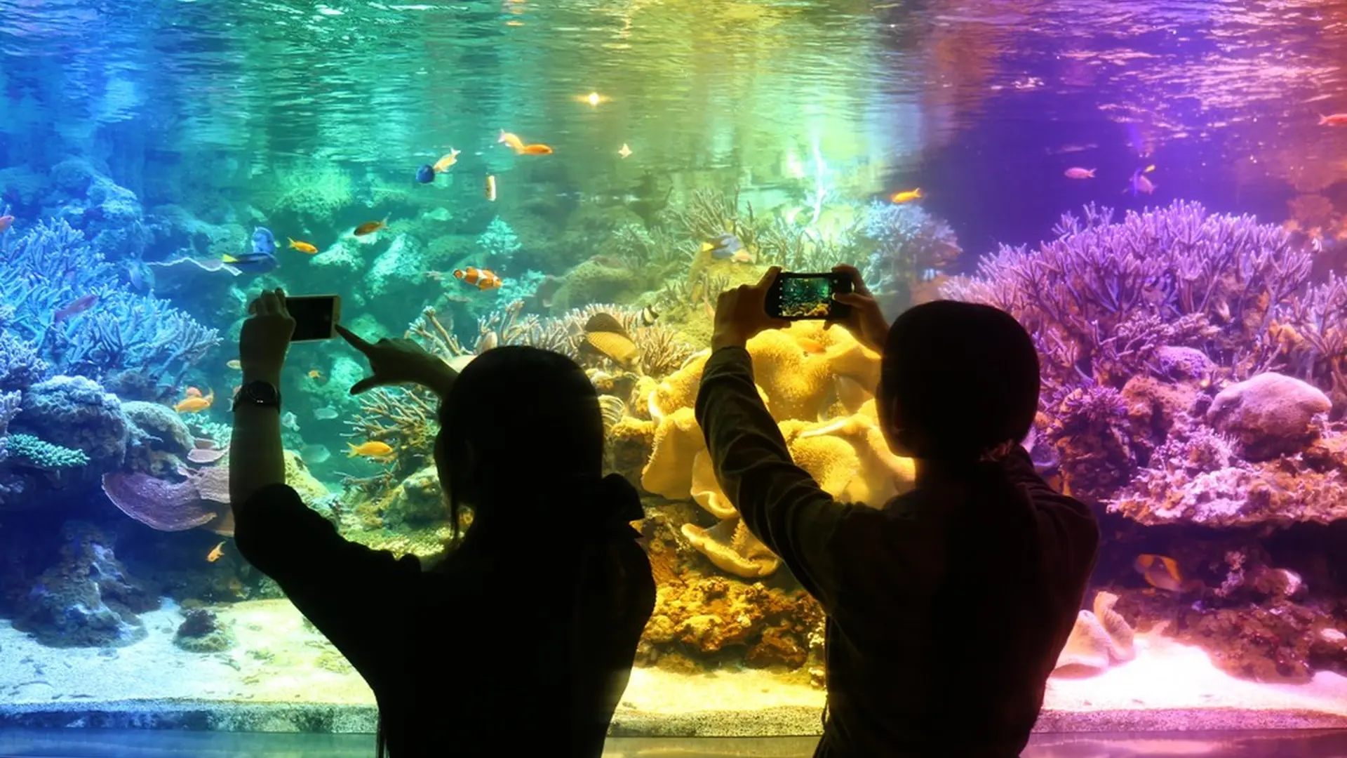 自分だけのオリジナル水槽ができる 三重県 鳥羽水族館に フォトジェニック水槽 登場 Holiday ホリデー