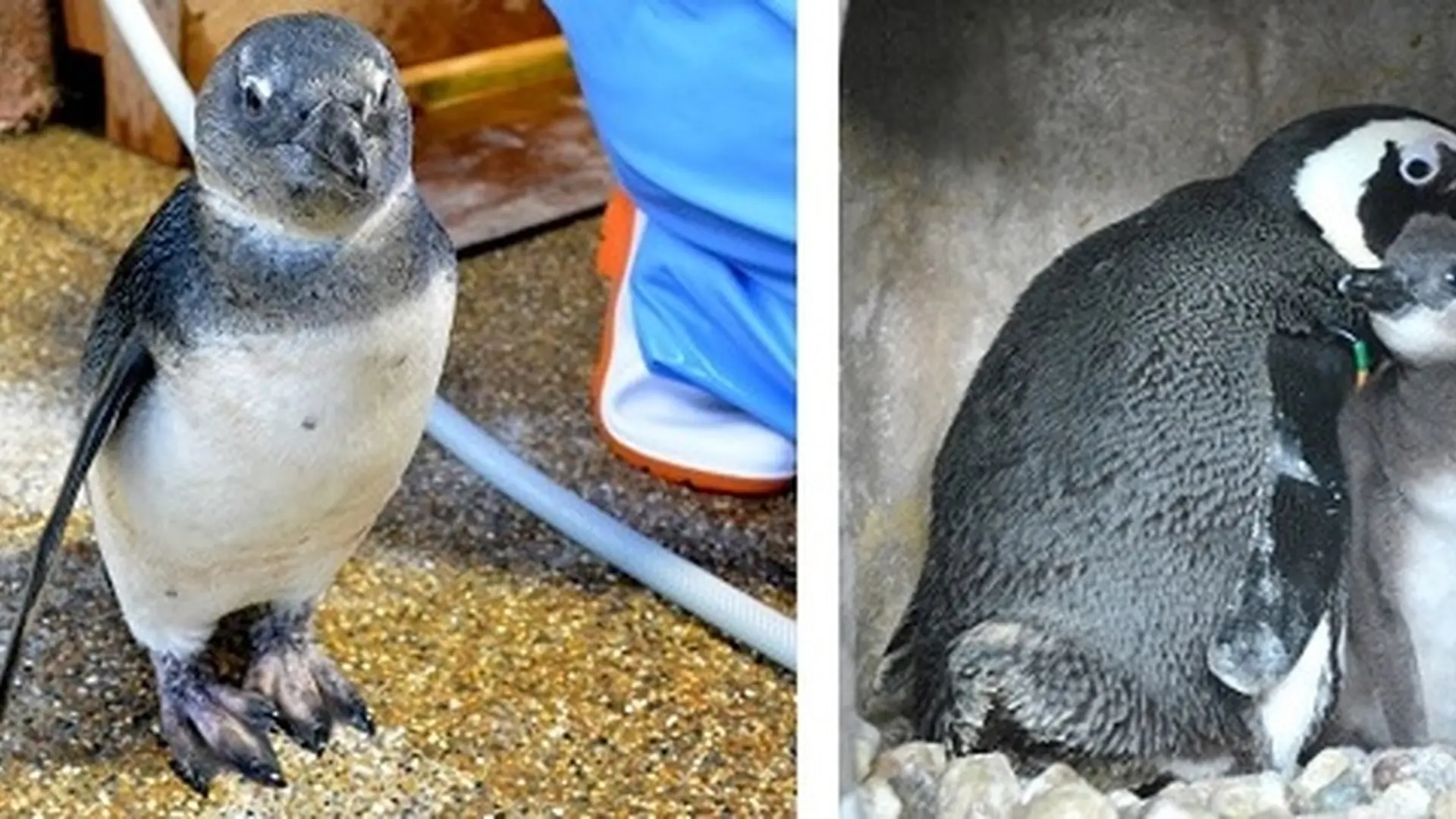 京都水族館 でペンギンの赤ちゃんの名前を投票して プールデビューをお祝いしよう Holiday ホリデー